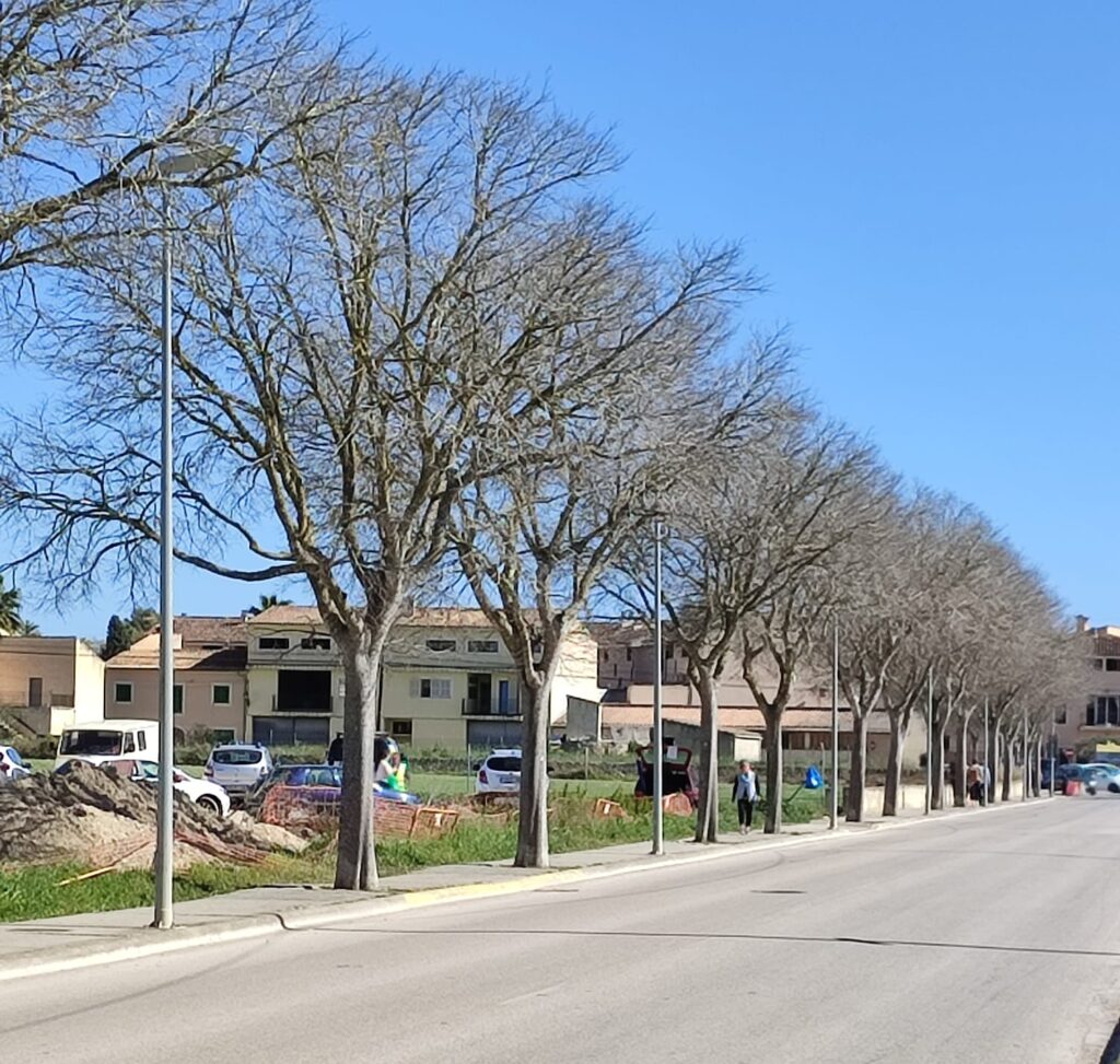 Vial del pou Llevoner de Sineu amb els lledoners