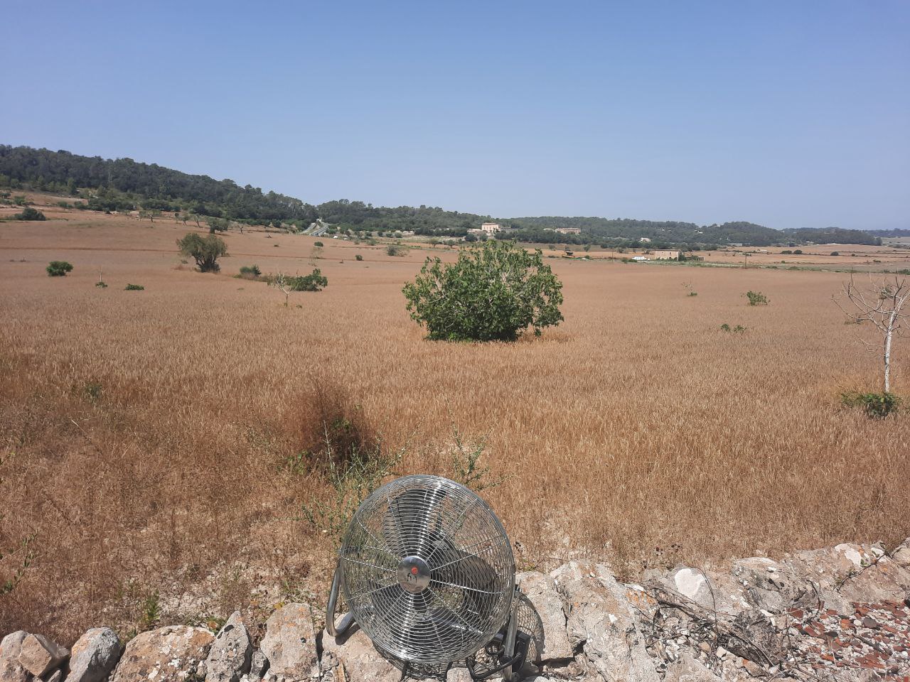 Rècord de temperatura màxima de Balears al Pla: 44,9º a Llubí i 44,6º a Maria