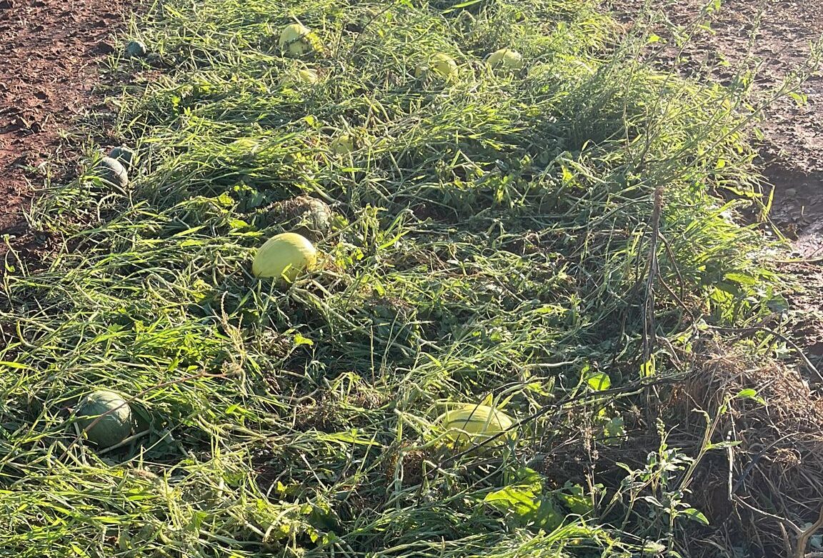 Les tempestes fan perdre bona part de la collita de melons, ametles i garroves