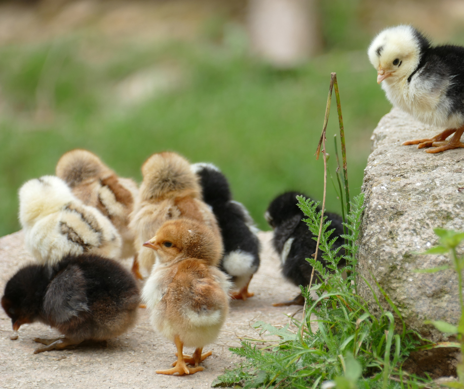 El Govern ensenya a fer galliners de corral per lluitar contra els rapinyaires