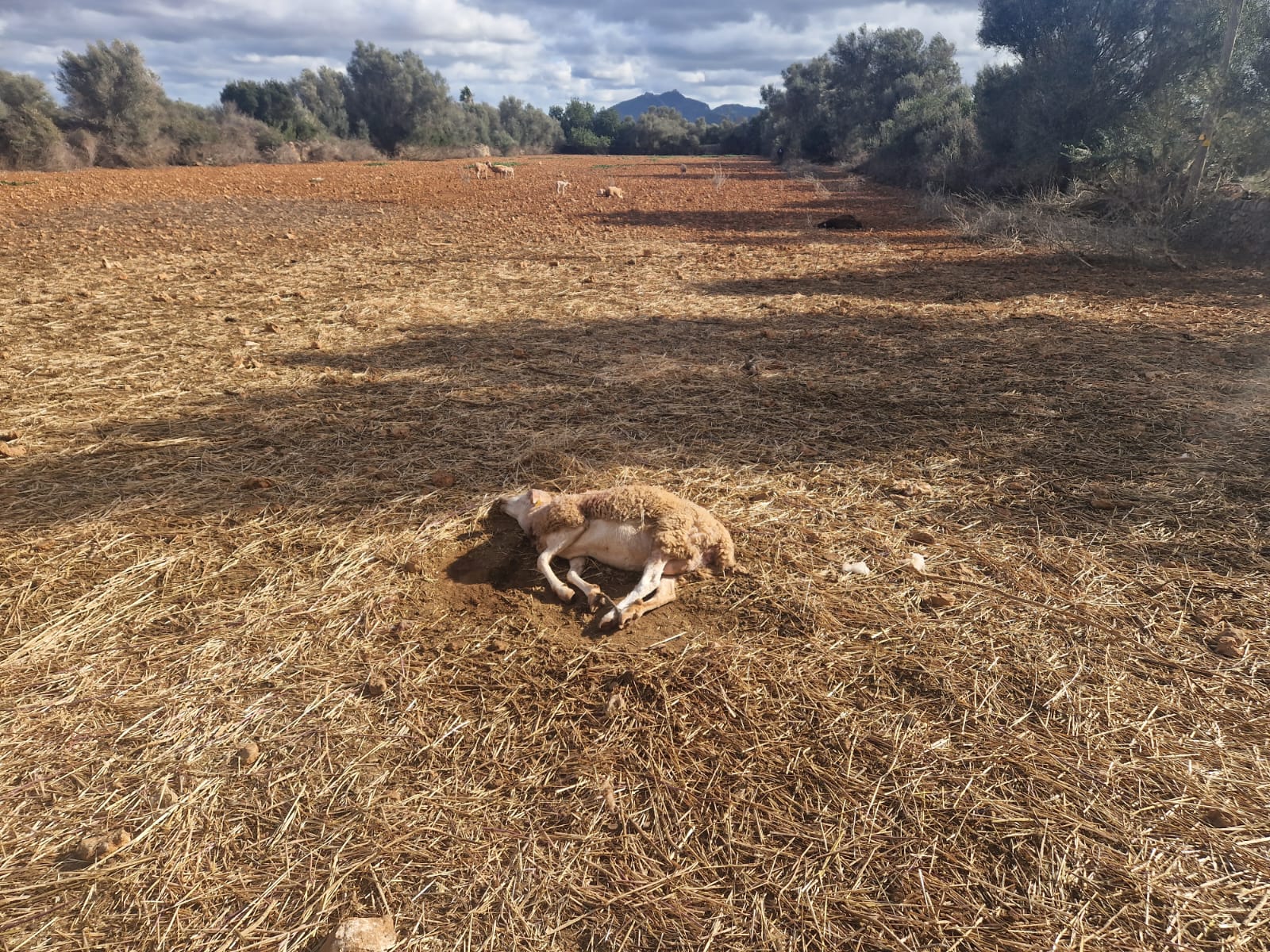 Un atac de cans provoca la mort d’una desena de mens a una finca Porreres