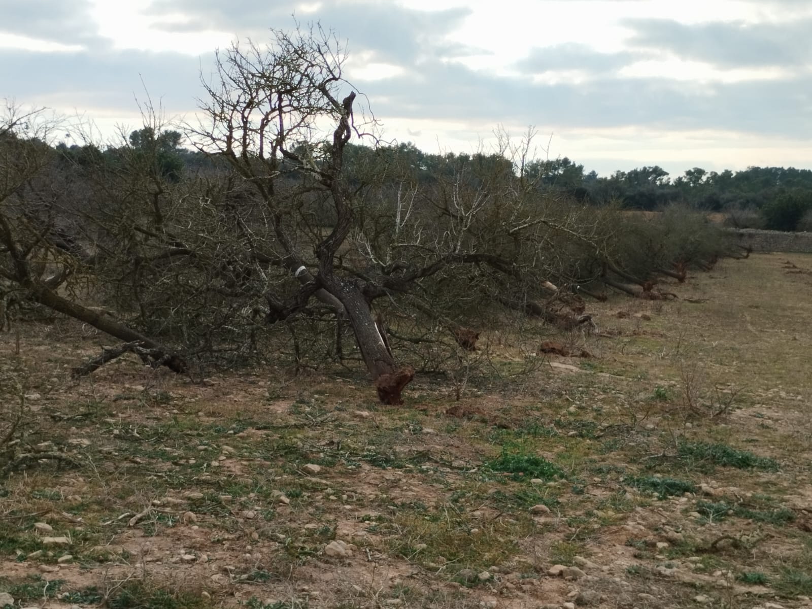 La sequera obliga a arrabassar 800 ametlers d’una sola finca del Pla