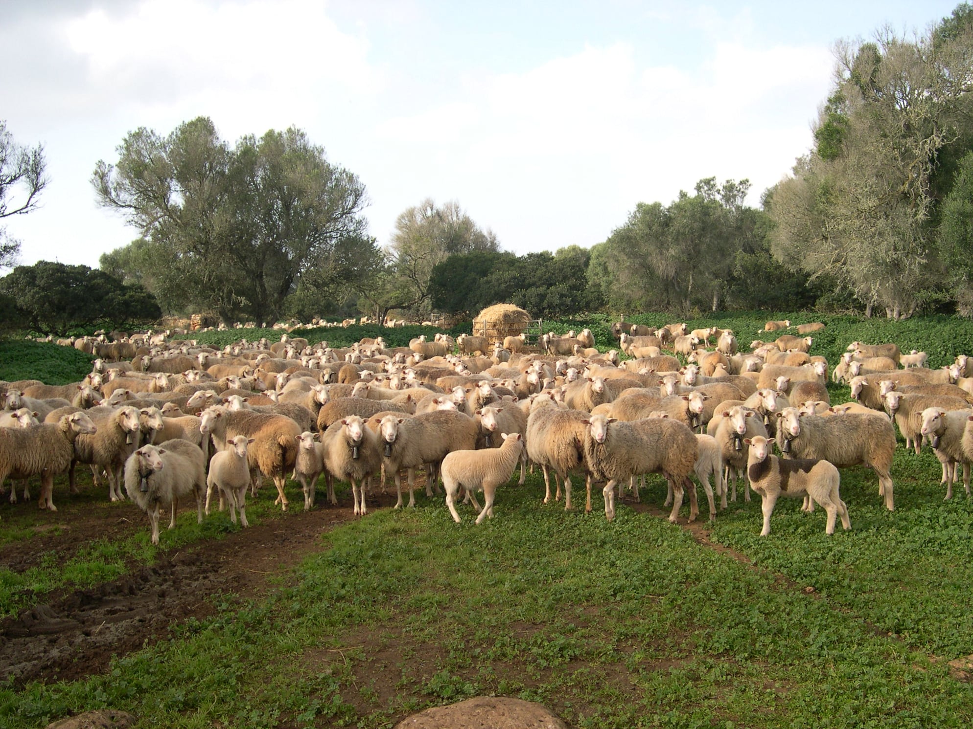 me ecològic mallorca