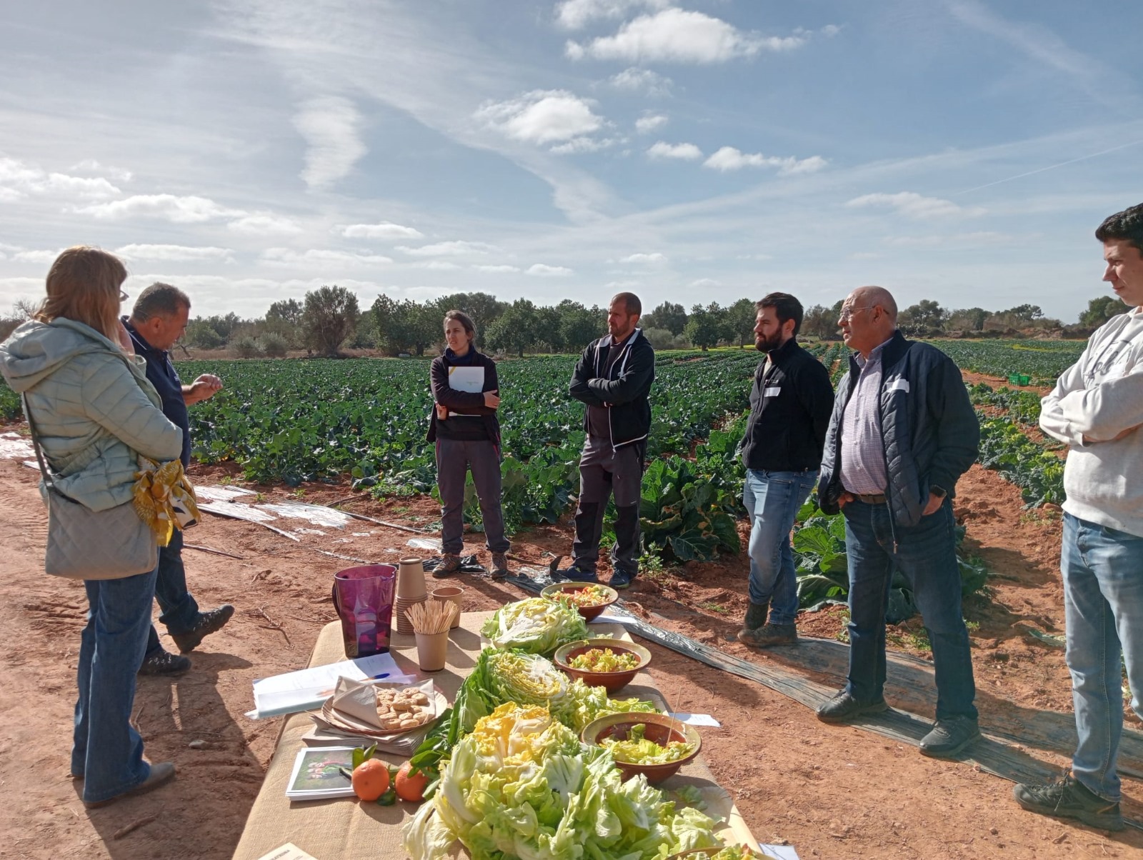 Un estudi treballa per tornar a posar la col borratxona dins les cuines mallorquines