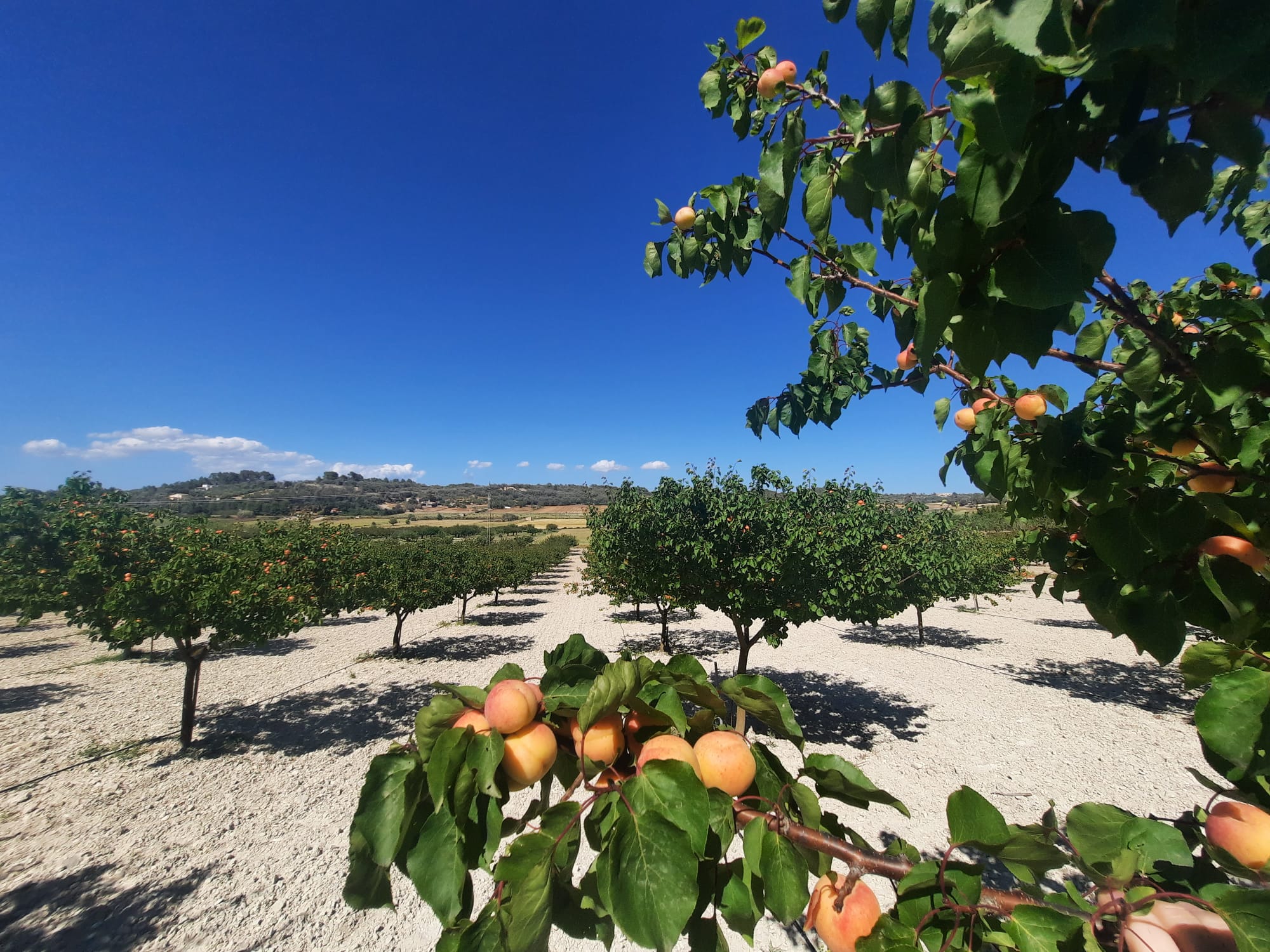 La Cooperativa alerta de la massiva venda d’albercocs forans amb el nom de Porreres