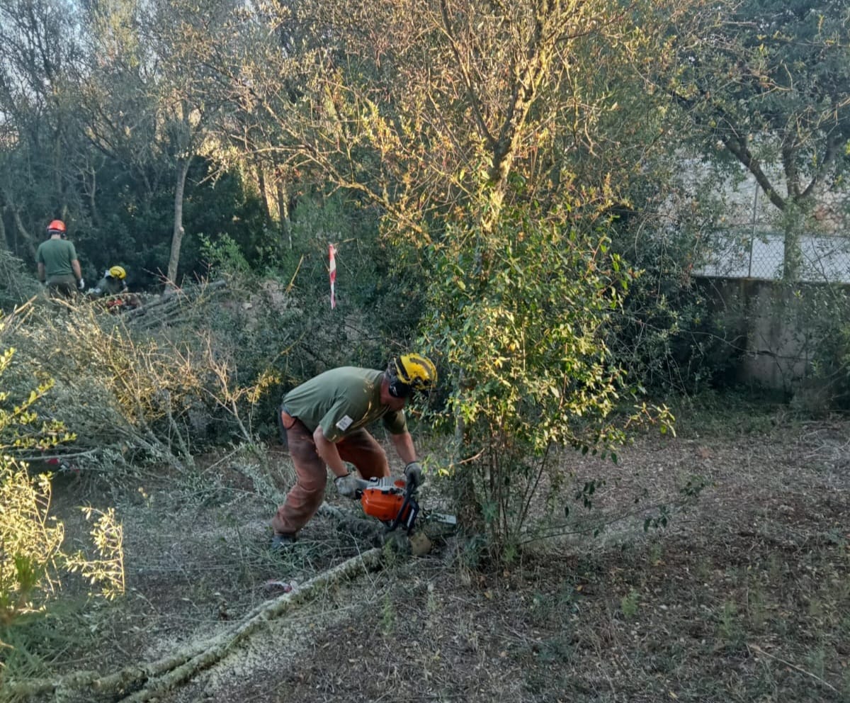 El Govern elimina ullastres afectats per la ‘Xylella Pauca ST53’ en una parcel·la propera al cementeri de Sencelles