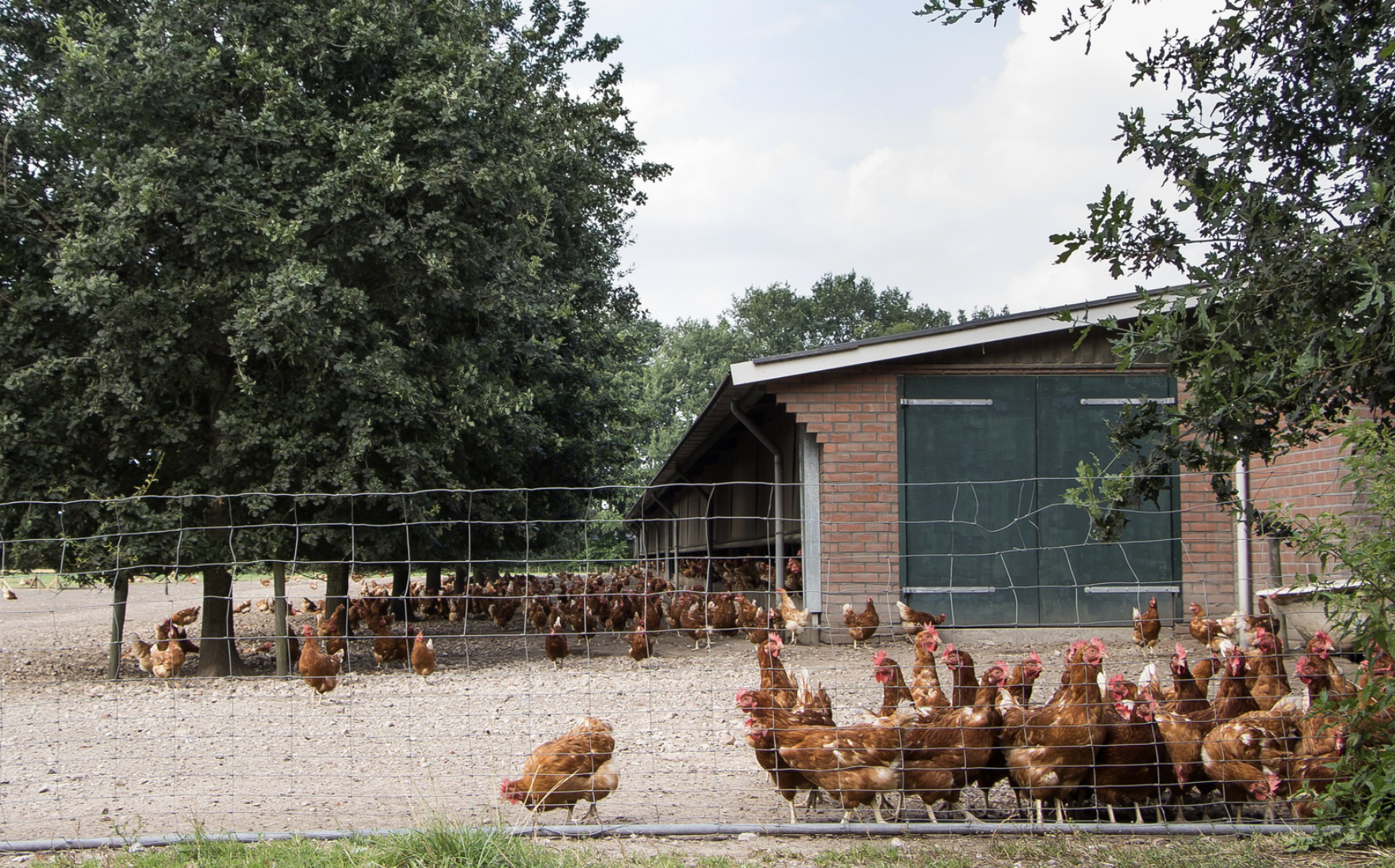 Sineu tendrà una macrogranja amb 750.000 gallines a la finca de Son Venrell