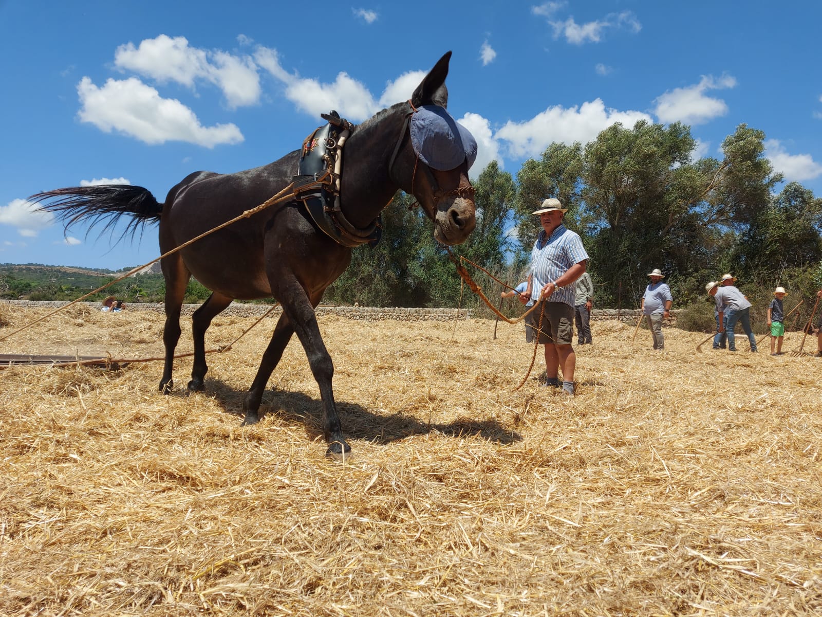 L’Associació Balear Tracció Animal celebra una jornada de segar i batre com es feia altre temps