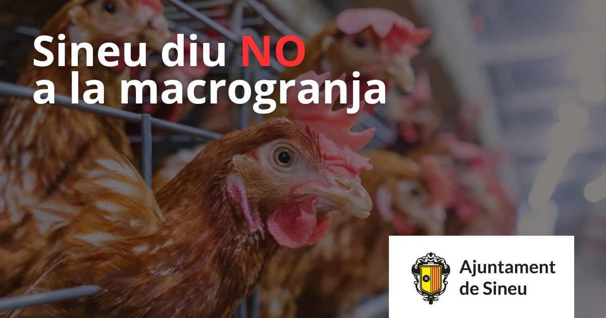 L’Ajuntament de Sineu facilita la presentació d’al·legacions contra la macrogranja de gallines