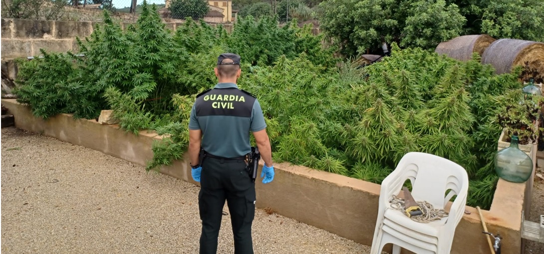 La Guàrdia Civil localitza una plantació amb 56 plantes de marihuana en el centre de Sencelles