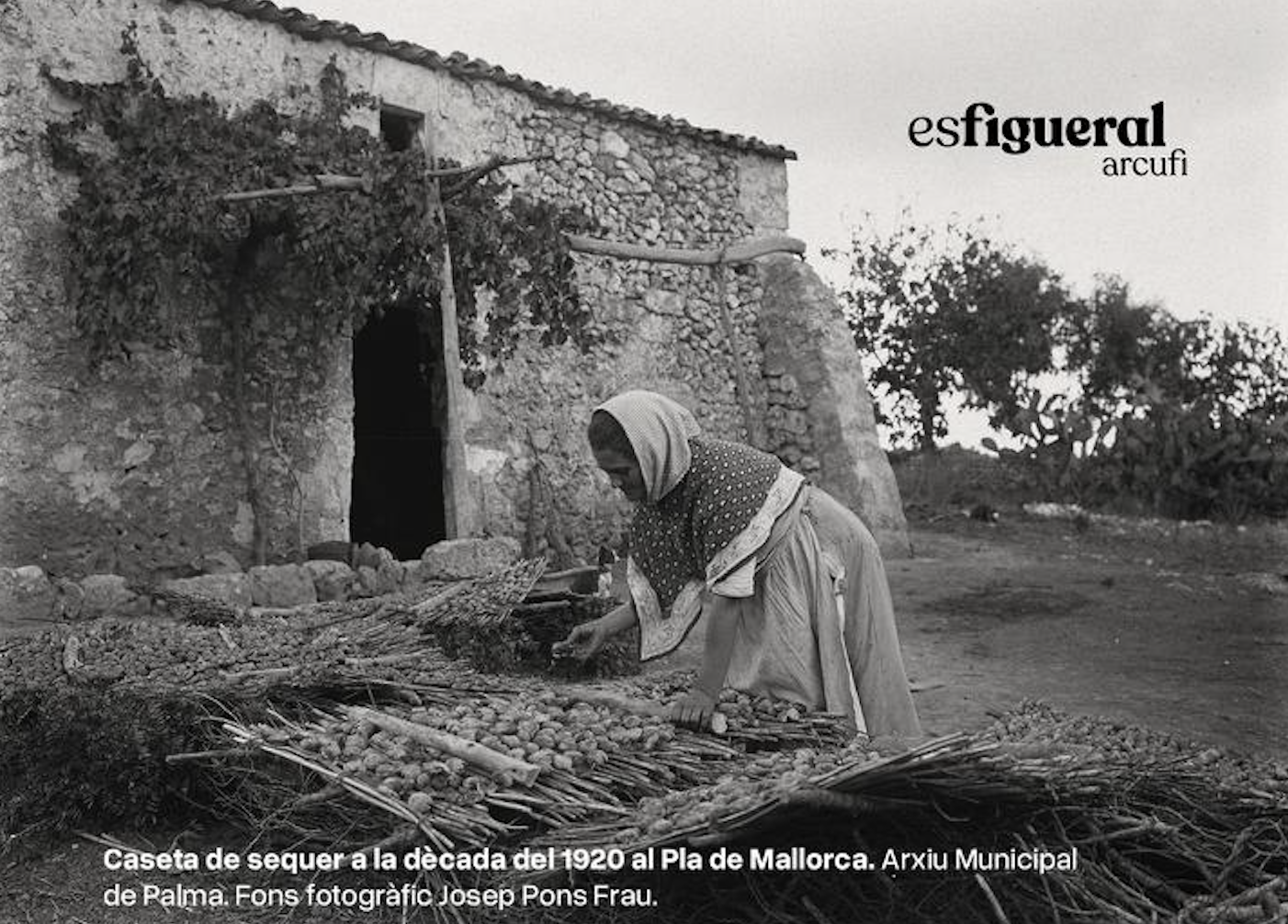 Lloret impulsa Es Figueral un espai per reivindicar i difondre el cultiu de la figuera