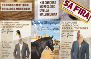 Sineu serà, per la Fira de Maig, la capital de la ramaderia de raça mallorquina