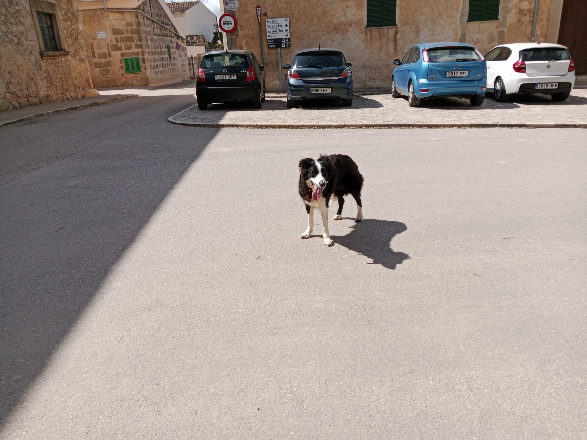 Vilafranca cobrarà de 5 a 15 € al dia per custodiar animals trobats a lloure pel poble