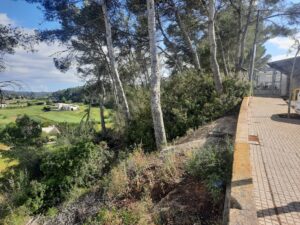 Sant Joan millora la vegetació del pinar del col·legi per prevenir incendis i la processionària