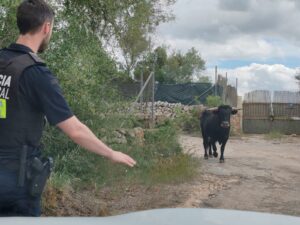 Ensurt gros a Algaida per l’aventura d’un bou que va fugir de la seva finca