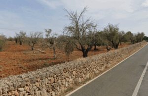 APAEMA reclama més recursos i una taula de seguiment davant l’expansió de les espècies invasores