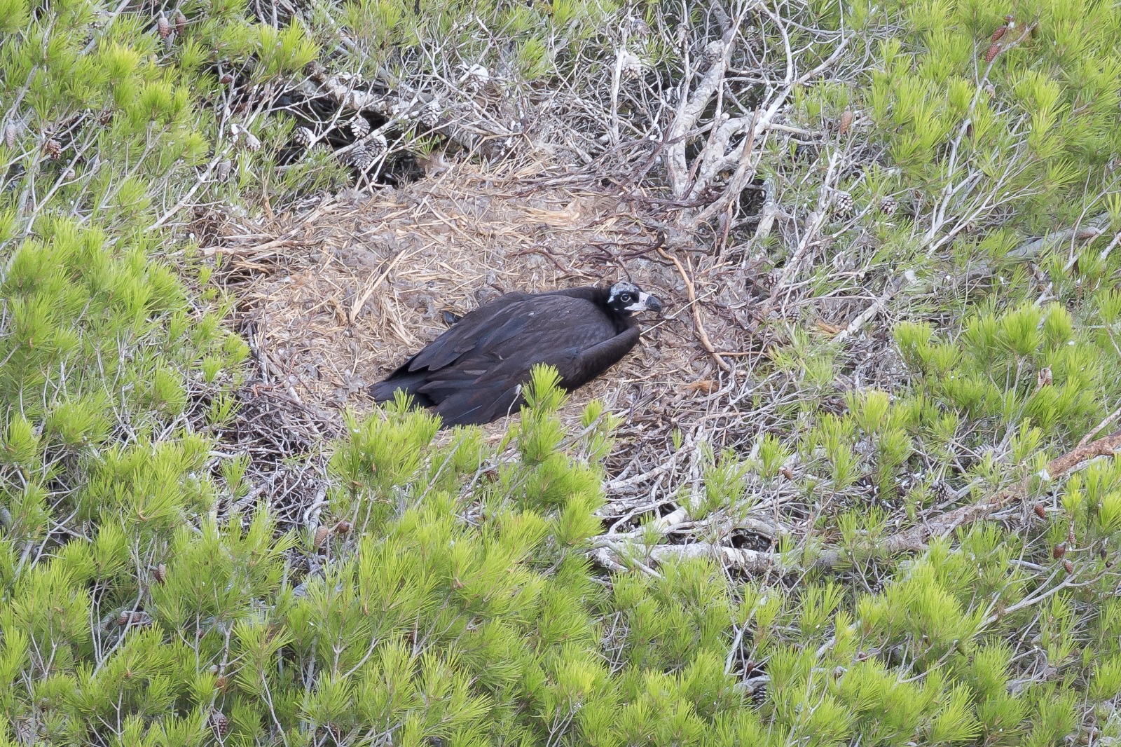 Primer niu de voltor negre fora de la serra de Tramuntana, una fita en la conservació de l’espècie
