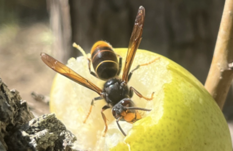 Confirmada la presència de la vespa oriental per primera vegada a Mallorca
