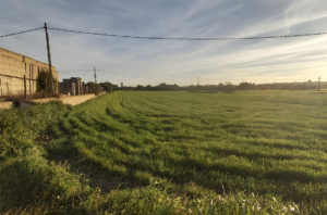 Sineu presenta el projecte per fer el parc verd a “Consell o al centre de dia de Marratxí”