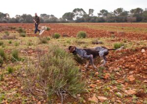 Els caçadors del Pla avaluen la temporada: poques guàtleres i encara menys llebres