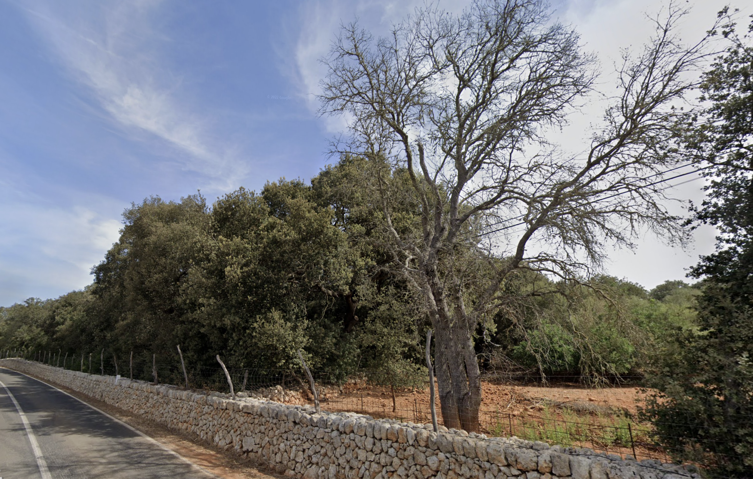 El Govern declara la guerra al banyarriquer a tota Mallorca per frenar-ne l’afectació als alzinars
