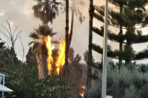 Boten les alarmes en un foc a les palmeres del costat de la benzinera de Montuïri
